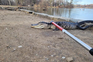 Uhvaćen aligator u jezeru u Njujorku