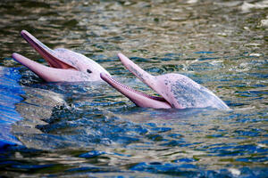 Zarobile ih plitke vode: U Kolumbiji spašena dva ružičasta delfina...
