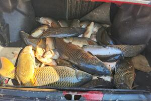 Uhapšene dvije osobe: Zaplijenjeno 100 kg ribe i sredstva kojima...