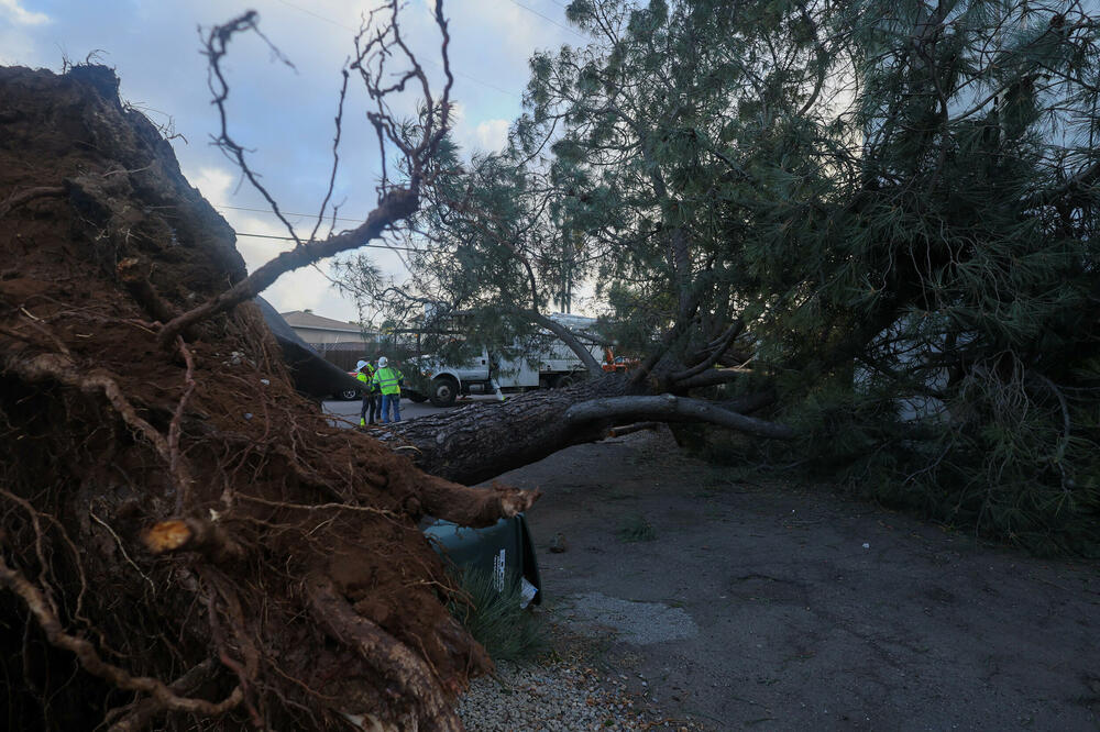 U Kaliforniji najveći problem vjetar koji obara drveće i dalekovode, Foto: Reuters