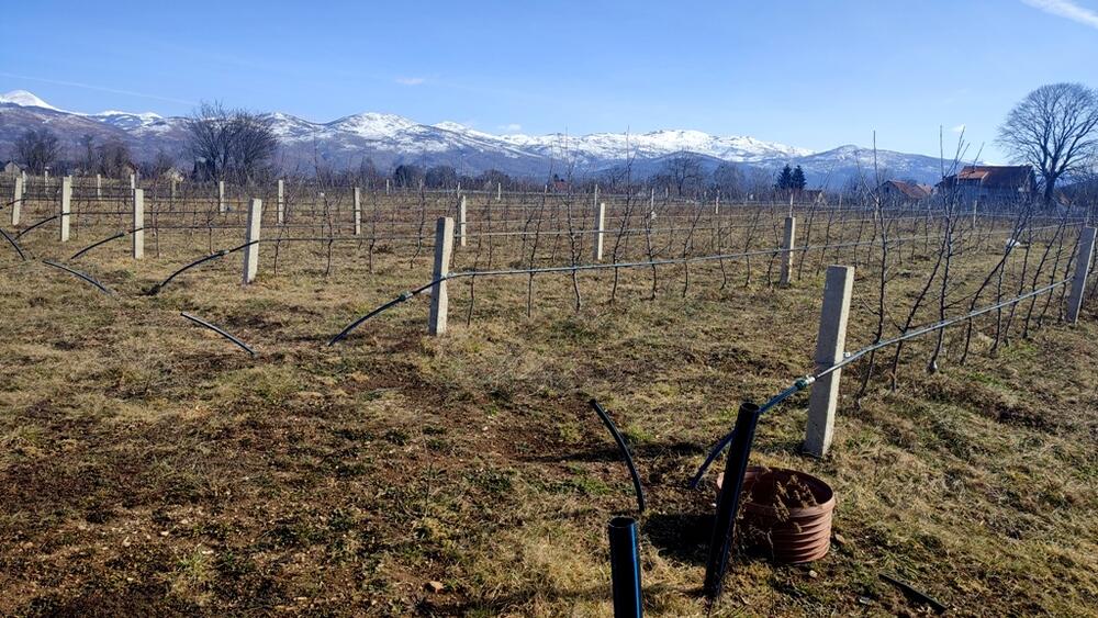 Voćnjak Šljivančanina