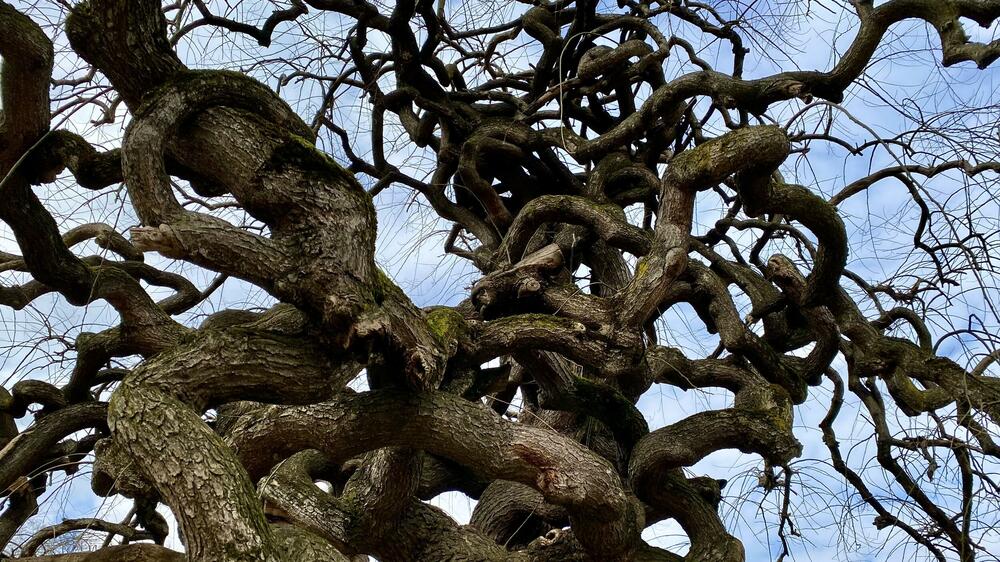 Drvo u gradskom parku