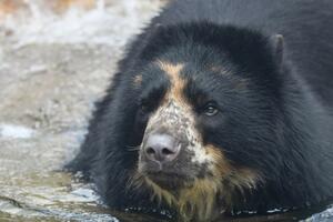 SAD: Medvjed pobjegao iz zoološkog vrta drugi put za mjesec