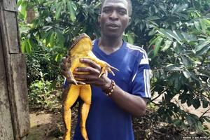 Misija očuvanja: Kako spasiti najveću žabu na svijetu