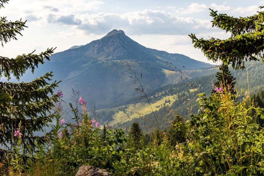 Ilustracija, Foto: Shutterstock