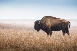 SAD finansiraju obnavljanje populacije bizona i njihov povratak u...