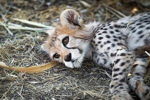 Iran: Svi oplakuju uginulo mladunče rijetke vrste geparda