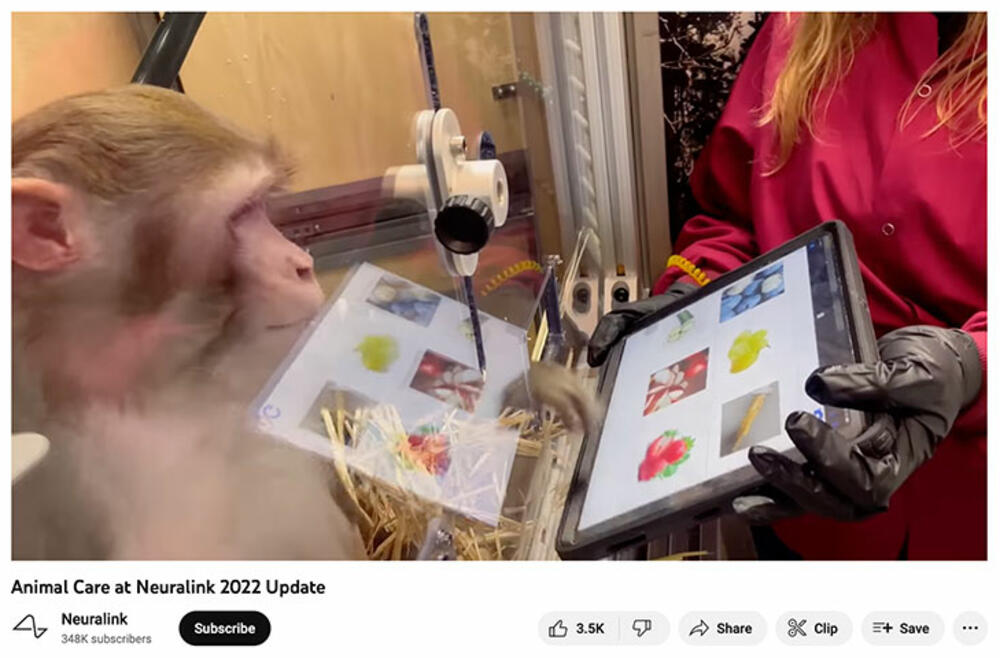 Način na koji kompanija Neuralink postupa sa životnjama je pod saveznom istragom