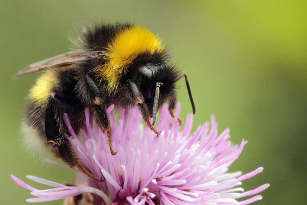 Bumbar, Foto: Getty Images