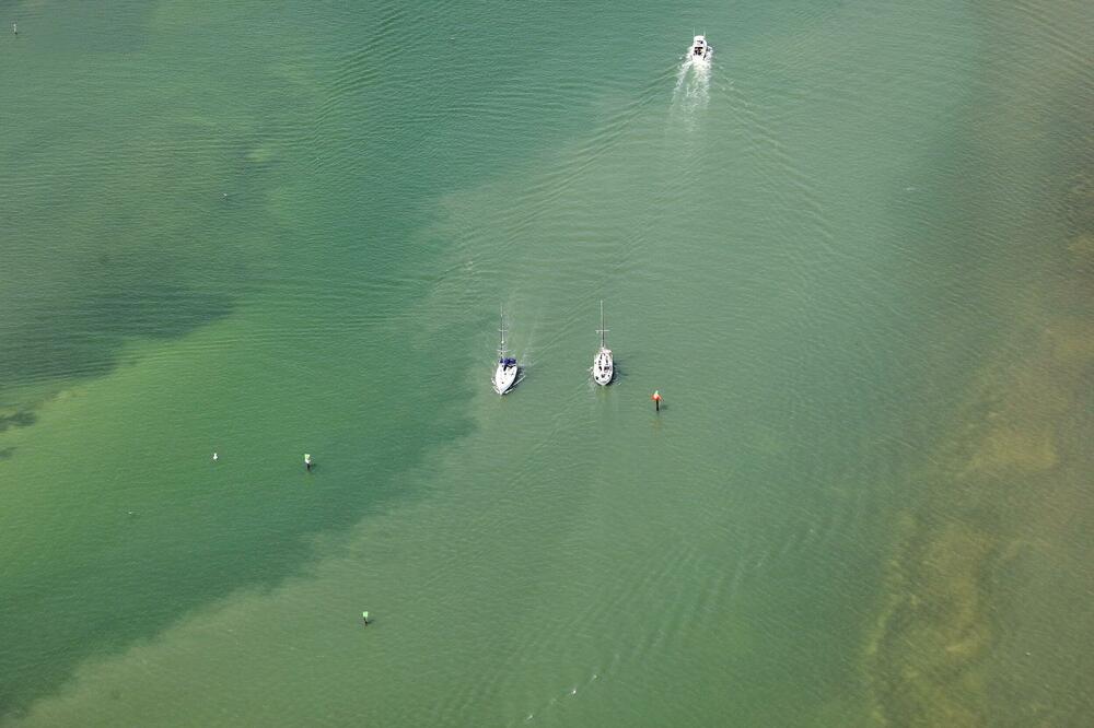 Cvjetanje morske trave: Detalj sa Floride, Foto: Beta/AP