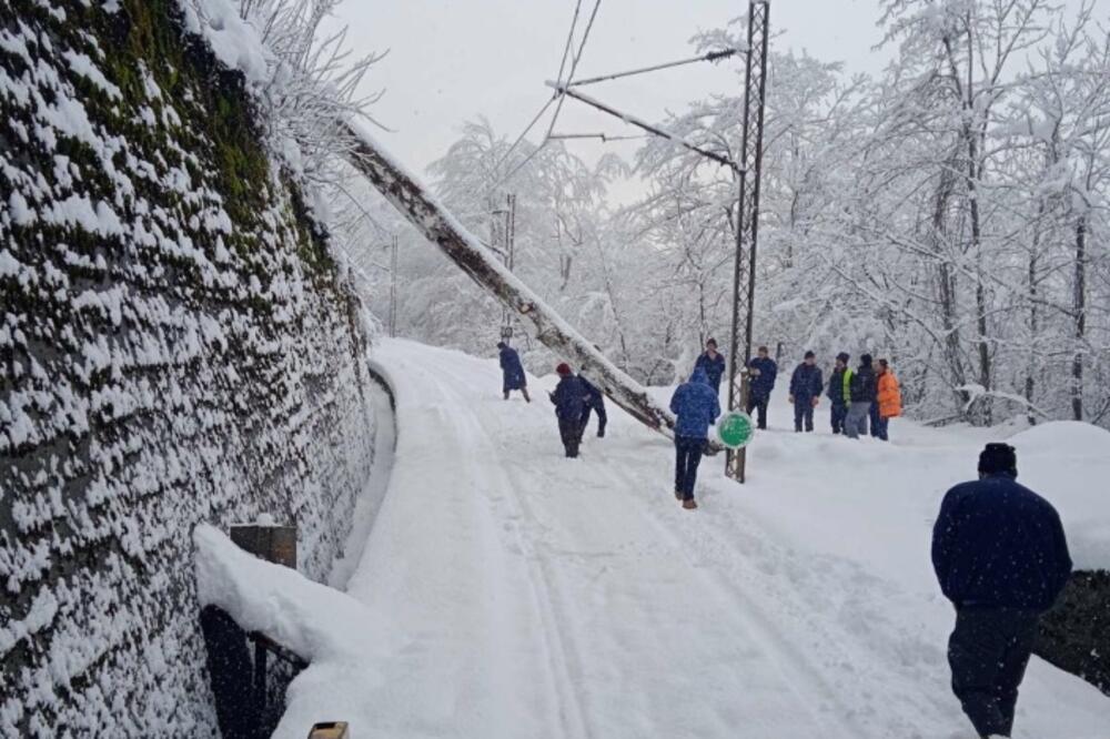 Stablo uklonjeno nakon Vujisićevog poziva, Foto: Privatna arhiva