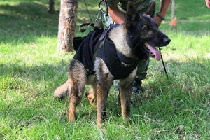 Izmir odao počast uginulom meksičkom psu spasiocu