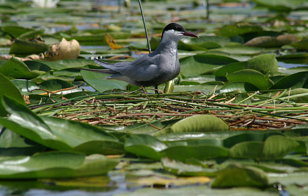 <p>Prošetajte edukativnim, planinarskim i pješačkim stazama, upoznajte jedinstven svijet izvorne ljepote, bogate kulturne baštine i atraktivne turističke ponude.</p>