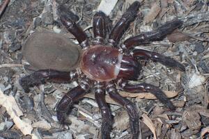 U Australiji otkrivena nova vrsta velikog pauka