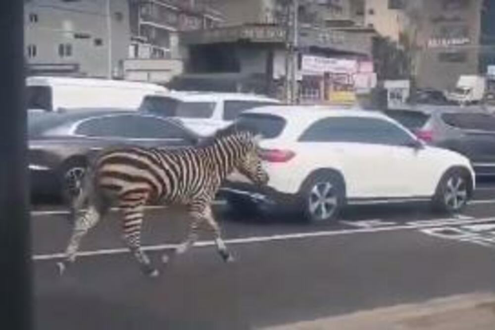Zebra na ulicama Seula, Foto: Screenshot/Twitter/Londra Aktuel