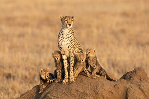 Cheetah cubs born in India 70 years after the extinction of the species