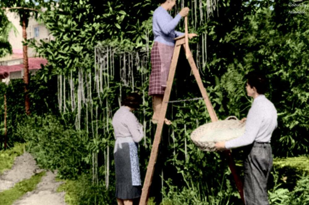 Detalj iz čuvene emisije BBC-a (1957) o drvetu na kojem rastu špagete (kolorizovana fotografija), Foto: Commons.wikimedia.org
