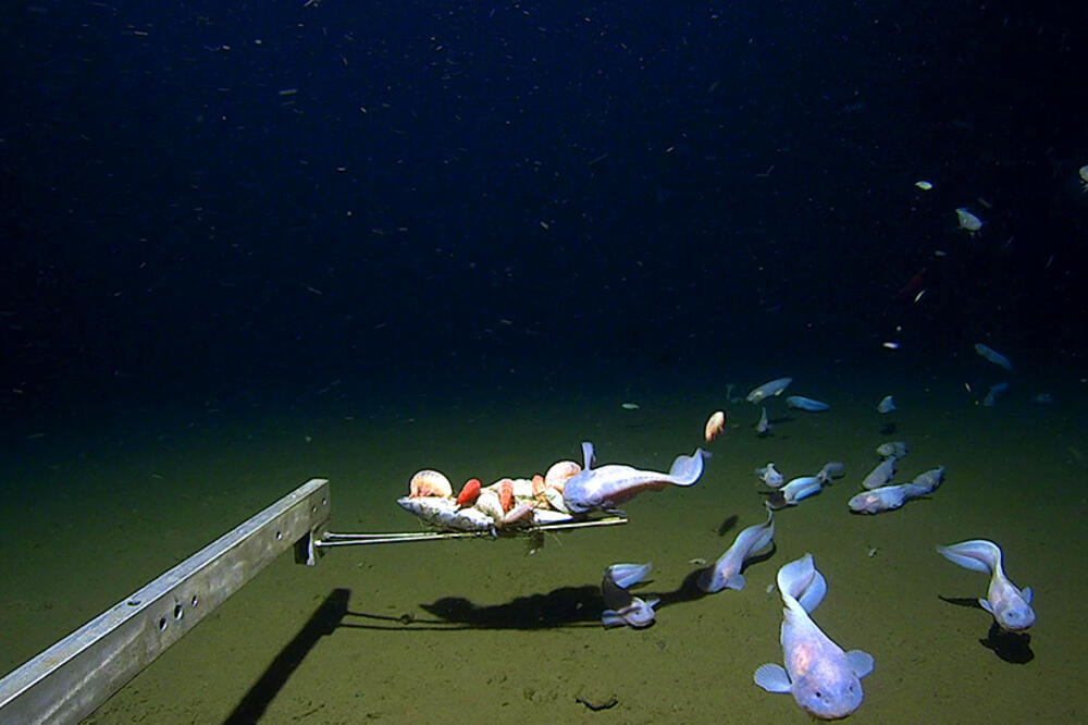 Detalj iz dubina, Foto: Minderoo-UWA Deep Sea Research Centre