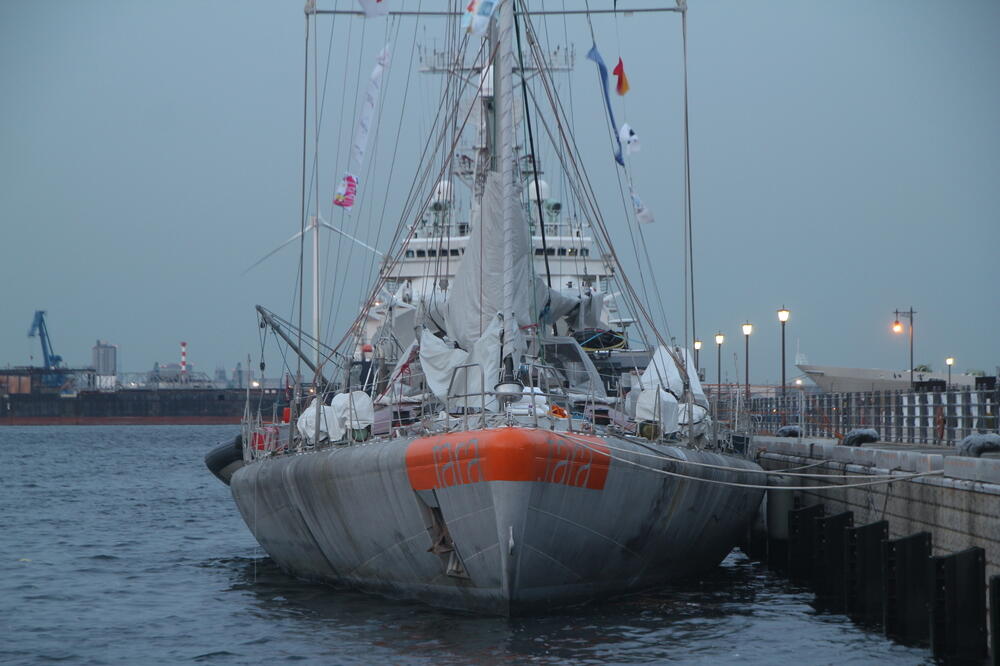 Naučni brod "Tara", Foto: Shutterstock