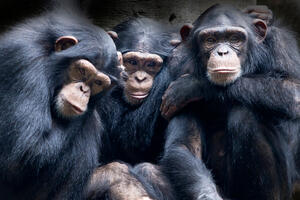 Koko, najstarija šimpanza u Evropi, proslavila 58. rođendan