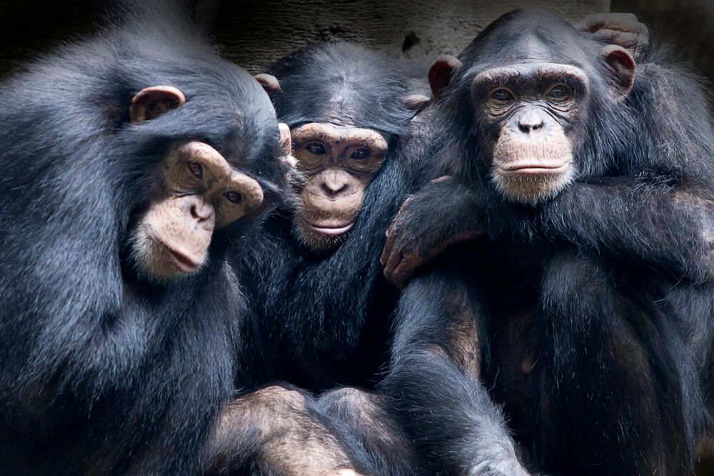Šimpanze (Ilustracija), Foto: Shutterstock