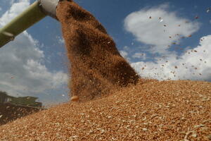 Kilogram pšenice pao ispod 20 centi