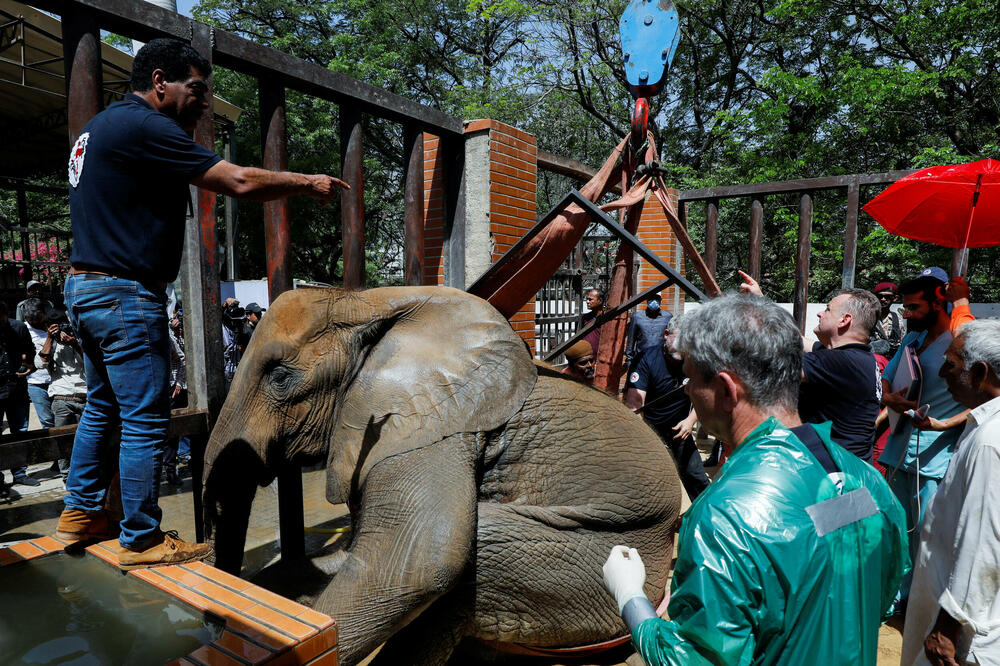 Bolesna slonica u Pakistanu, Foto: Reuters