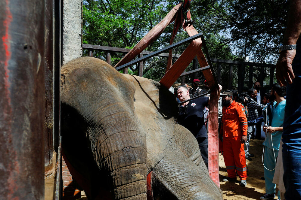 bolesna slonica u Pakistanu