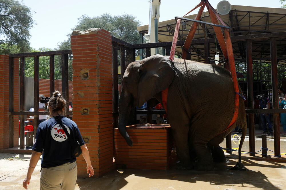 spašavanje bolesne slonice u Pakistanu