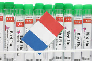 Francuska naručuje 80 miliona doza vakcine protiv ptičjeg gripa
