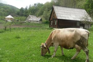 Opština Kolašin pomaže poljoprivrednike
