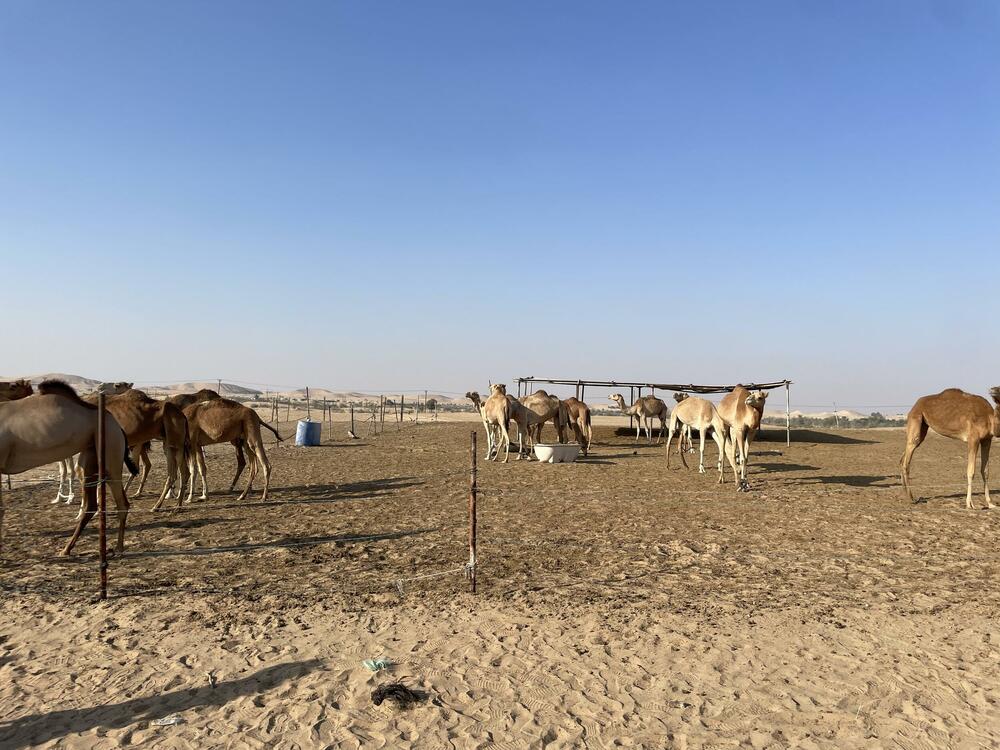 Kamile i dalje glavno prevozno sredstvo u pustinji