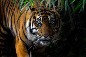 Indija: Raste broj tigrova ali i njihovih protivnika