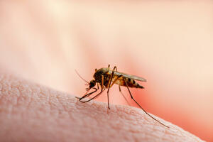 Zašto raste broj slučajeva bolesti koje prenose komarci: Klimatske...
