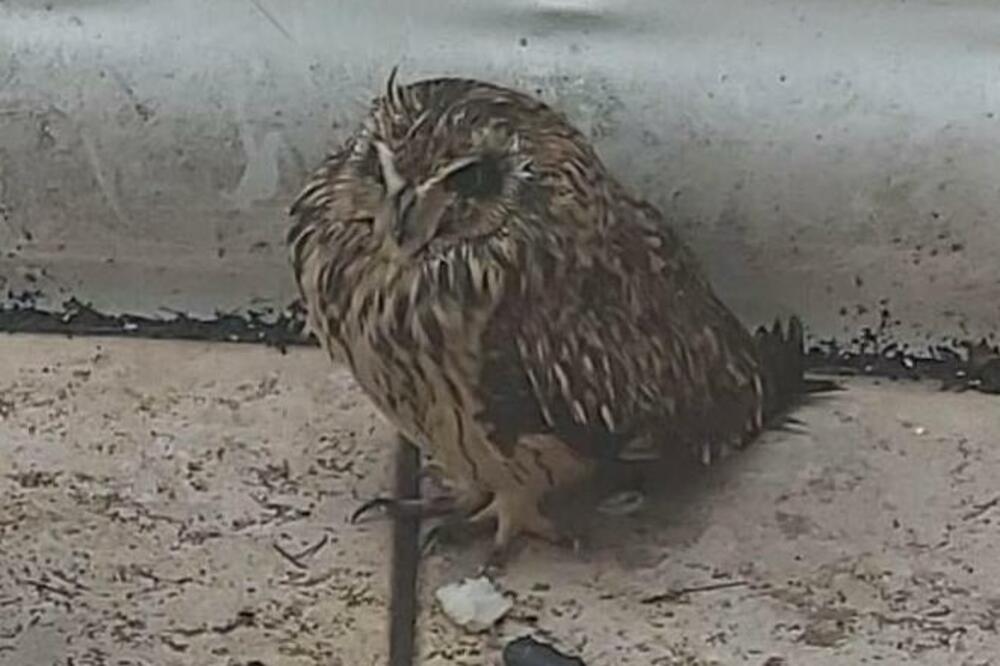Ritska sova, Foto: Centar za zaštitu i proučavanje ptica