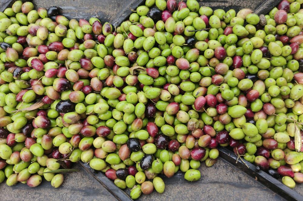 Foto: Privatna arhiva