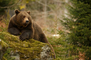 Italija: Uhvaćen mrki medvjed koji je ubio trkačicu, porodica...