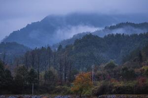 Kina: Muškarac ubijen u lovu, pomiješali ga sa zecom