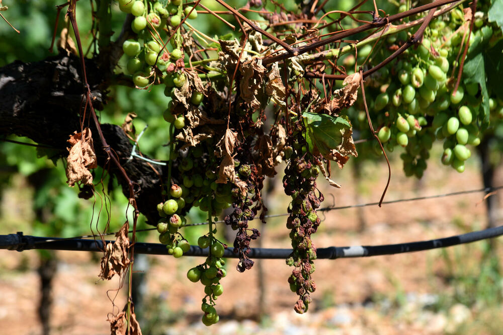 Šteta od grada procijenjena na 8 miliona: vinogradi “Plantaža” nakon nevremena, Foto: BORIS PEJOVIC