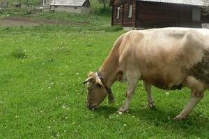 Podsticajni plan Opštine Mojkovac: Niži porez za imanja na selu