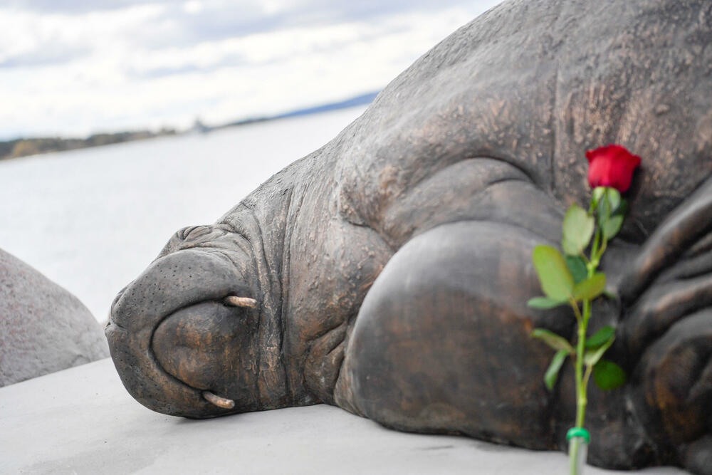 Skulptura morža Freje