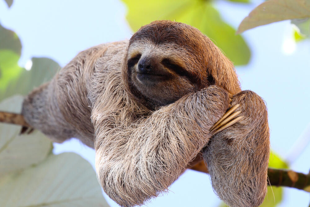 Sloth, Photo: Shutterstock