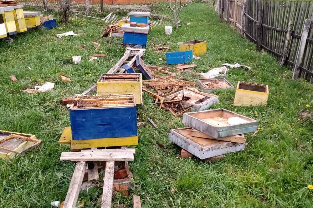 Uništeni pčelinjak u Lipovu, Foto: Dragana Šćepanović