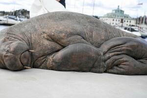 Otkrivena statua Freji, ženki morža koju su uspavali u Norveškoj