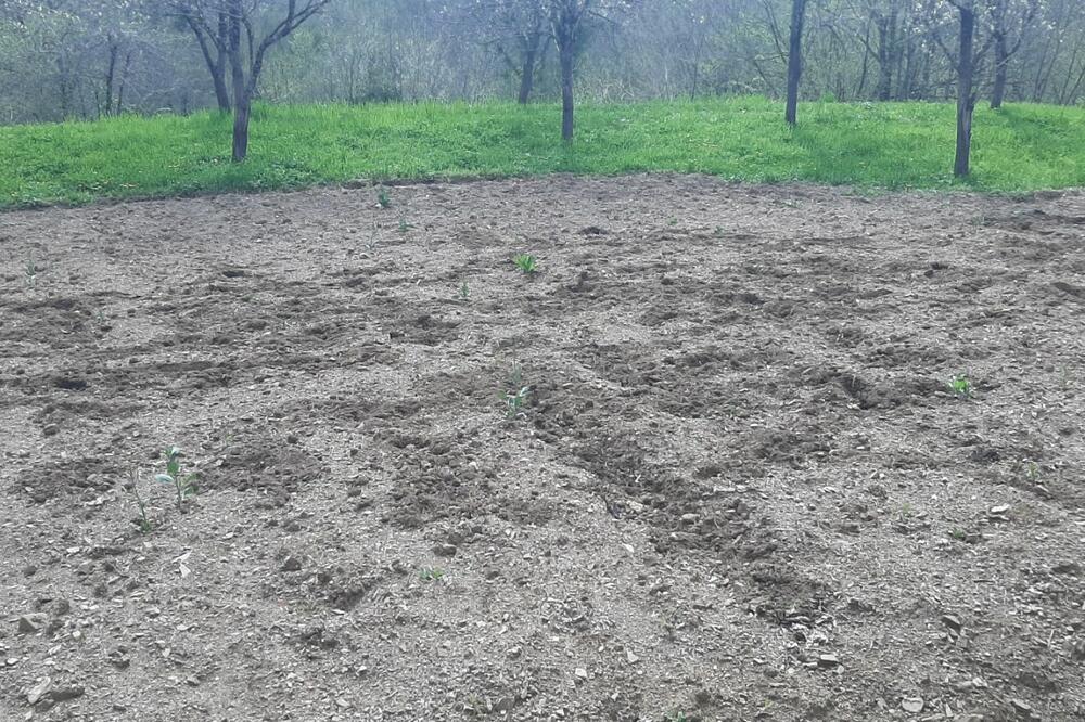 Uništeni zasadi krompira, Foto: Privatna arhiva