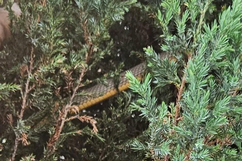 Foto: Čitalac Vijesti