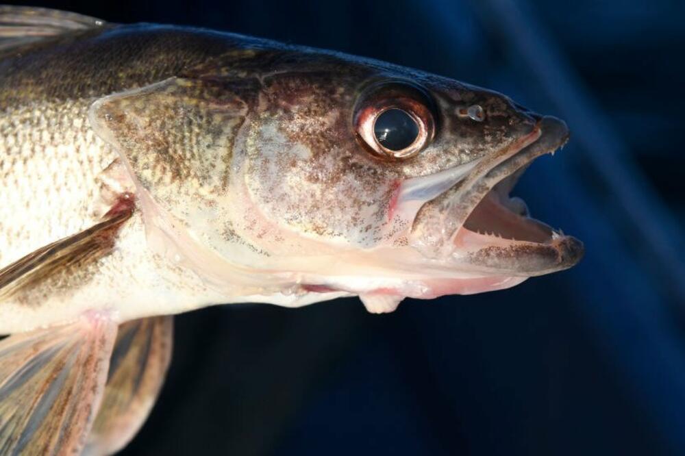 Foto: The Denver Post via Getty Images