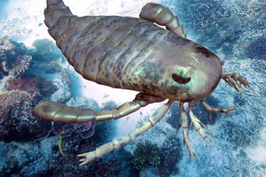 Sladak, ali žestoki okeanski predator: Fosili morskog škorpiona...
