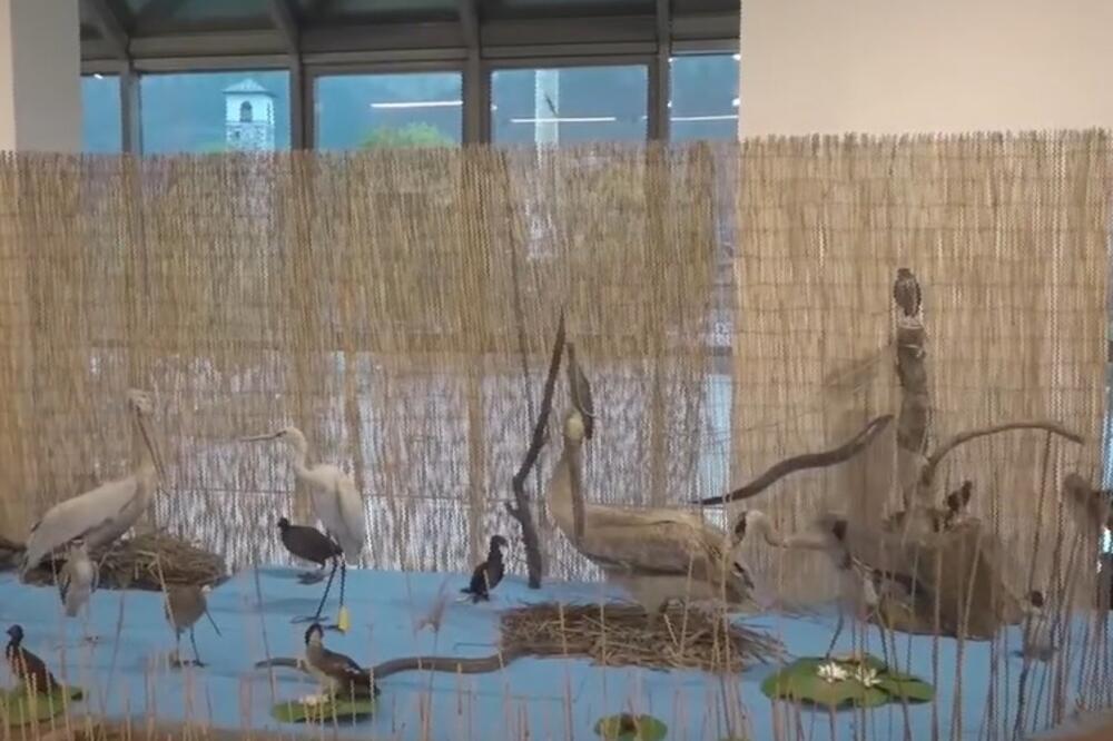 Izložba Segment naše prirode, Foto: Zavičajni muzej