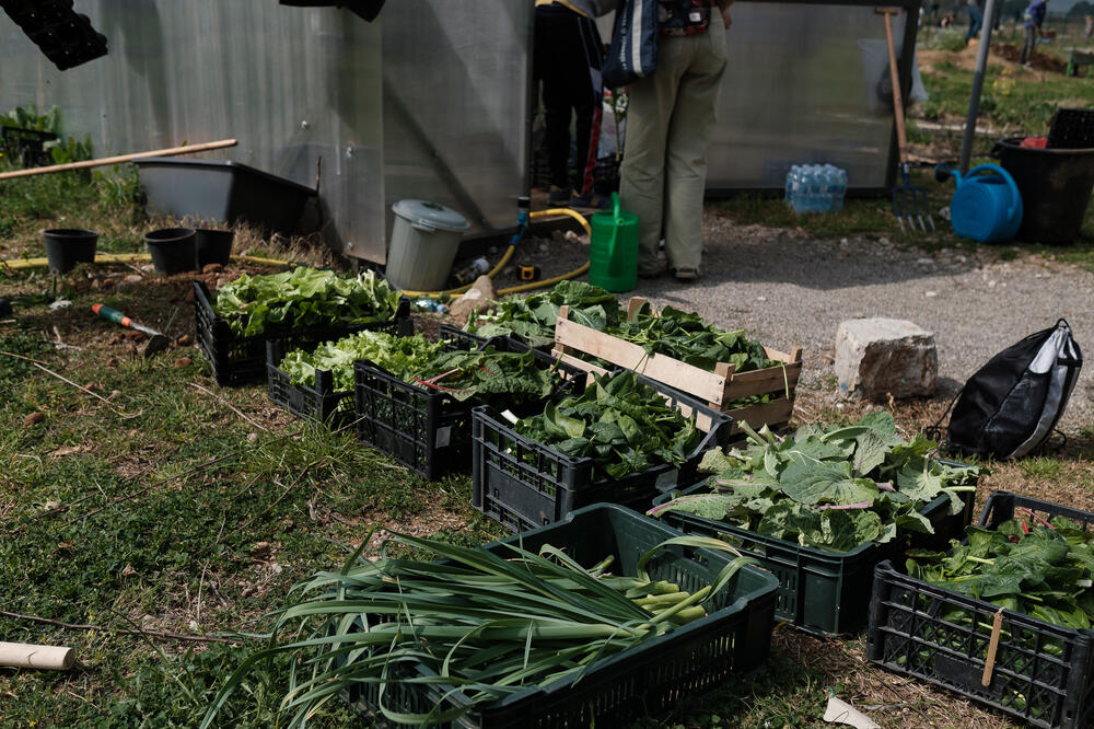 Za godinu donirano preko 230 gajbi hrane, Foto: Aleksandar Jaredić